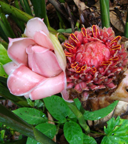 Exotische Bl�tenpracht
