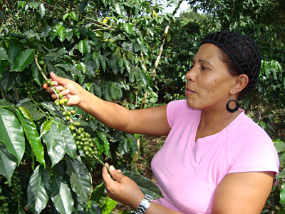 Kaffeeb�uerin in Manabao: Die H�henlagen zwischen 800 und 1200 Meter sind auch gut f�r den Kaffeeanbau.