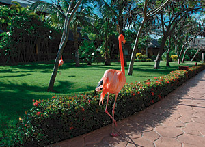 Tierische Mitbewohner: Flamingo beim Spaziergang 