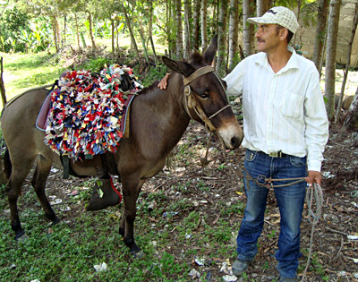 F�hrer Santiago Peralta Canela mit seinem Maulesel, in&nbsp;La Ci�naga. Er erz�hlt: im Herbst ist das Gesch�ft manchmal flau, im Januar extrem gut. Dann wollen die Dominicanos nahe Gott auf dem Gipfel sein.