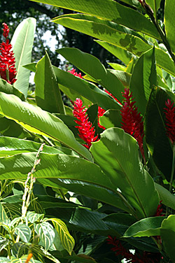 �ppig bl�hender botanischer Garten