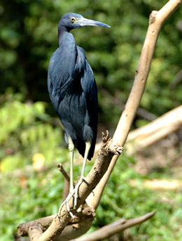Blaureiher - Little Blue Heron (Egretta caerulea)