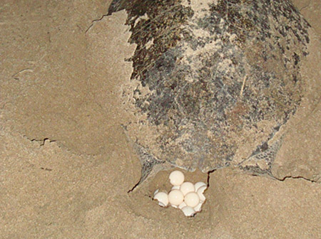 Oliv-Bastardschildkrte. Sie legt hier am Strand ihre etwa 50 Eier, halb so gro wie Tischtennisblle, im Minuten-Takt. 