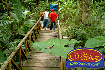 Welchez Coffee - Copán Coffee Tour/ Finca Santa Isabel