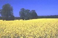 Rapsfelder