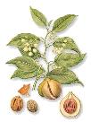 Nutmeg ( Muskatnuss )